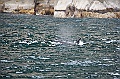 Alaska Wildlife-64